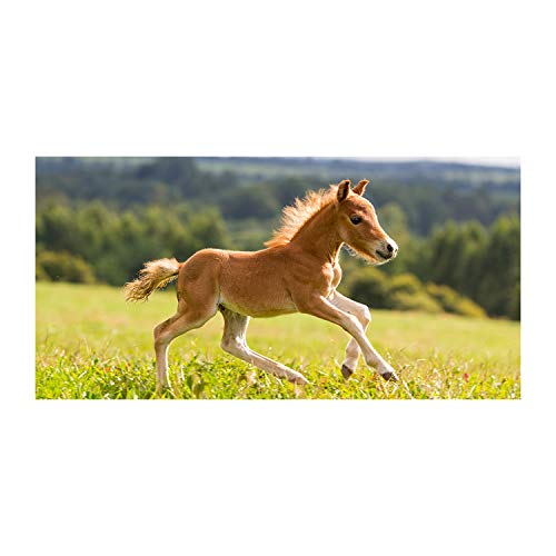 Tableau sur toile Poulain Au Galop pour réchauffer votre chambre