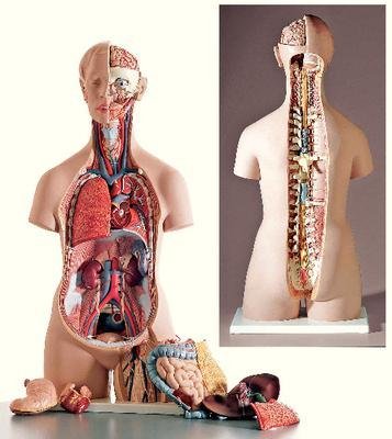 B19 - Open-Back Torso Model - 3B Scientific Open-Back Torso Model - Each
