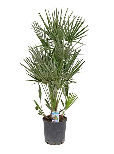 Sonderposten Zwergpalme Chamaerops humilis 120-140 cm – Winterharte Palme für Garten & Terrasse, kältetolerant, mediterranes Flair, pflegeleicht, immergrün, Kübelpflanze
