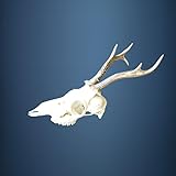  Hi Life Living Nature 024CA Trophe de Chevreuil 291g. Chasse. Collection. Dcoration. Chemine. Massacre.