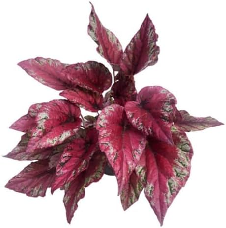 Begônia Rex, Planta Ornamental com Folhas Grandes e Vibrantes