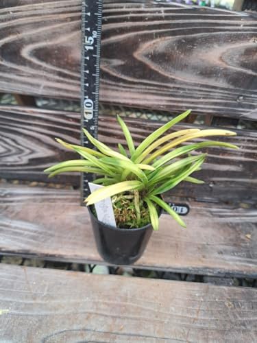 フウラン」の人気商品一覧 | 安い商品を通販サイトから探す - 価格.com