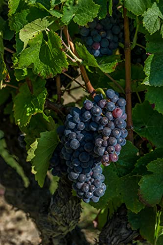 Brut Dargent Free Pinot Noir - Qualitativ hochwertiger Alkoholfreier Pinot Noir Rosé Sekt aus Frankreich - Ohne Alkohol (1 x 0.75 L)