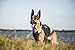 Julius-K9, IDC Multifunktionale Hundeweste 3in1, Größe: XL, Schwarz und Neon