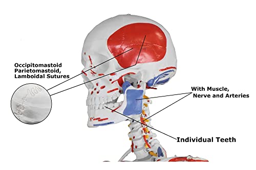 Image of B10215-DC Medical Grade, Full Size Skeleton W Hand Painted Muscles & Ligaments | Thick Zip Dust Cover | Skeleton Wired for Natural Movement | Mounted on Roller Stand W Manual
