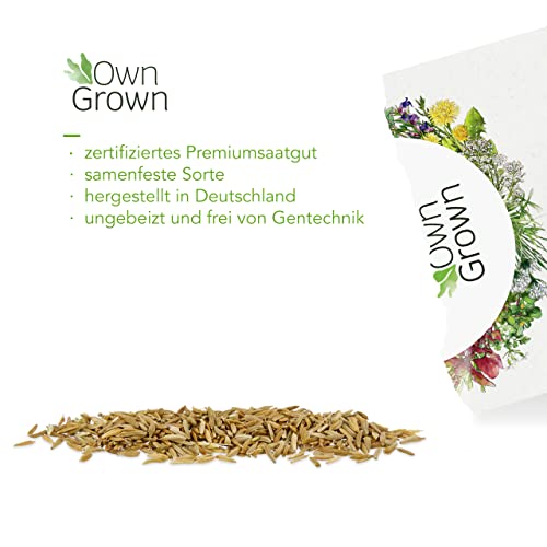 Löwenzahn Samen: Löwenzahn Saatgut zur Anzucht von 100 Kräuter Pflanzen – Wildkräuter Samen – Kräuter Garten Pflanze – Kräuter Saatgut von OwnGrown