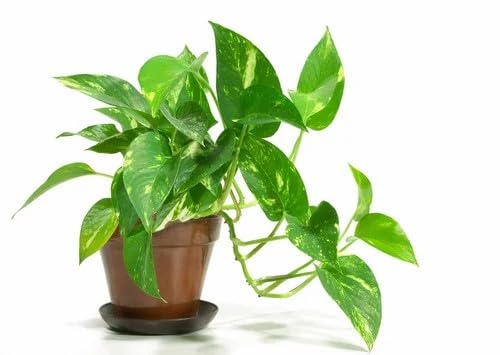 Image of Good Luck Money Plant Real Live Money Plant Golden Pothos Plant Air Purifying Plant Indoor Plant for Home and Garden (Pack of 1) A178