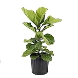 AMERICAN PLANT EXCHANGE Fiddle Leaf Fig Ficus Lyrata Live Plant, 10' Pot, Green Foliage