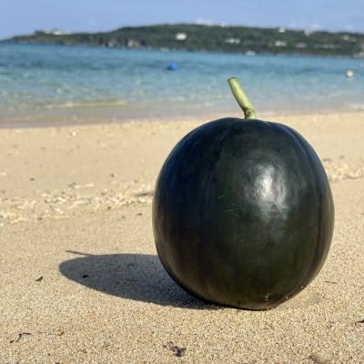 (2026年1月下旬から順次発送)冬の黒皮スイカ「BonBonリッチ」1玉(3.0kg〜4.0kg)