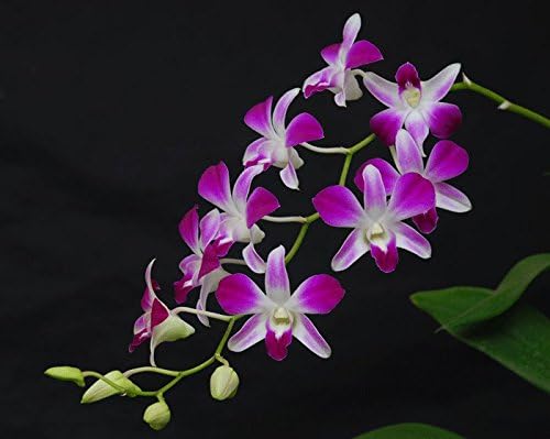 Siam Garden Live Purple Dendrobium Profuse Flowering Orchid Variety Mature Plants Without Pot