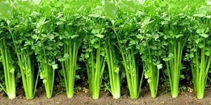 Golden Hills Farm Hybrid Coriander Seeds Vegetable 500+ seeds (B0963GWN77) Amazon Price History, Amazon Price Tracker