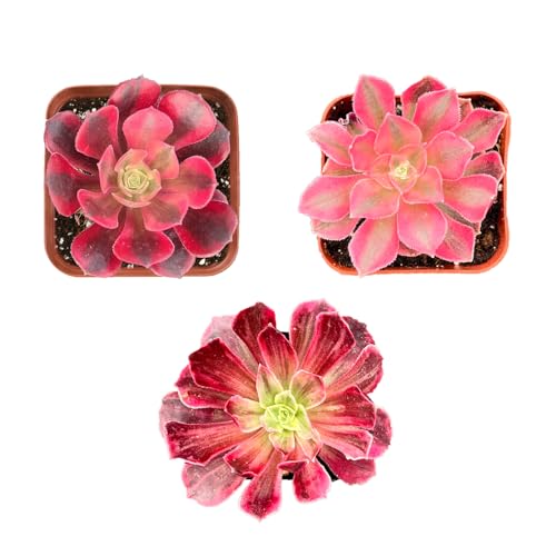 Succulent Plants (3 Pack), Live Succulents Fully Rooted in 2"