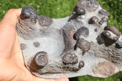 Image of Natural Platyclymenia & Gonitites Plate ammonites Fossil Moroccan Fossil A130