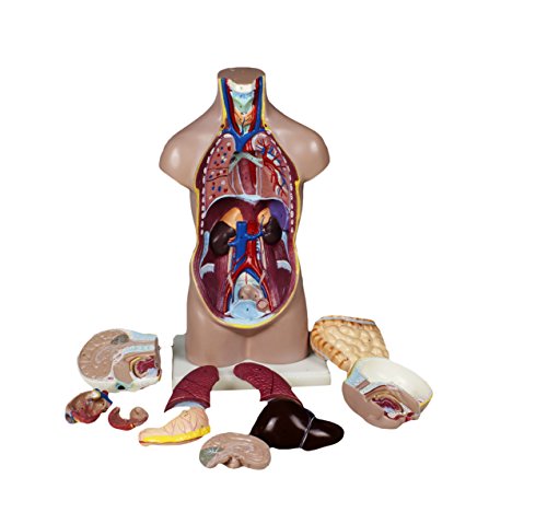 Image of Parco Scientific PB00001 Sexless Human Torso (11 PARTS-50cm)
