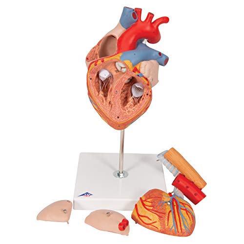 3B Scientific G13 Heart W/ Oesophagus A. Trach. 2X Life-Size 5-Part - 3B Smart Anatomy #TOP6