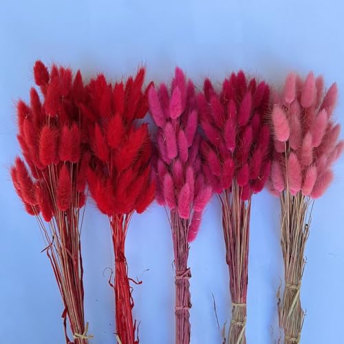 Aniyan 50 Stück Kaninchenschwanzgras Getrocknet Trockenblumen, Flauschige Bunny Tails Strauß, Lagurus Trockenblumen Deko für Vase Hochzeit Boho Wohnzimmer Tischdeko (Dunkelrot)