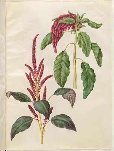 XcBAIHOUD Famoso Abstracto Cuadro Pinturas Murales Amaranto sanguinante Amaranthus caudato di Hans Simon Holtzbecker para la Decoración del Hogar de la Oficina 60x90cm