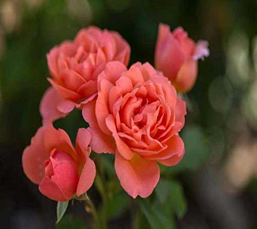 Sweet Fragrance Easy Elegance Rose - Live Plant - 4 Sweet Fragrance Easy Elegance Rose - Live Plant - 4