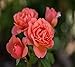 Sweet Fragrance Easy Elegance Rose - Live Plant - 4" JumpStarts Plug