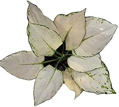 The Four Seasons Aglaonema Super White | Rare Natural Live Plant in Pot