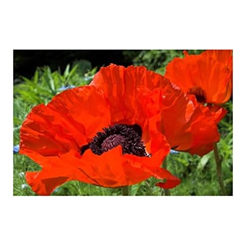 RP Seeds Papaver orientale Brilliant (Oriental Poppy) - 50 Seeds Cover
