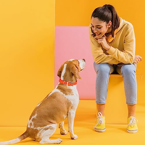 Image of Viper Biothane Heavy Duty Waterproof Dog Collar Strong Coated Nylon Webbing w /Solid Brass Hardware Odor-Proof Easy to Clean High Performance Fits Small Medium or Large Dogs, Hunter Orange