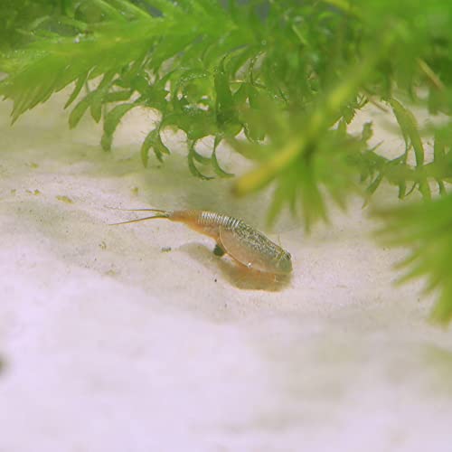 Kit élevage de triops longicaudatus : le cadeau scientifique idéal