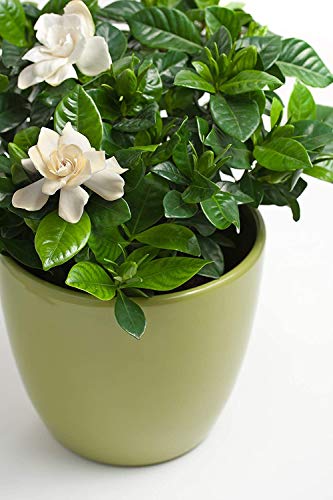 Gardenia Fertilizers | Rubiaceae Flower Food | Bloom Fertilizer for Flowering Shrubs | Shrub Fertilizer or Flowering Plant Food for Flower Pot | Potting Soil Flower Fertilizer by Aquatic Arts