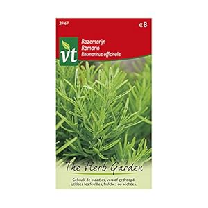 Rozemarijn – kruidenzaad