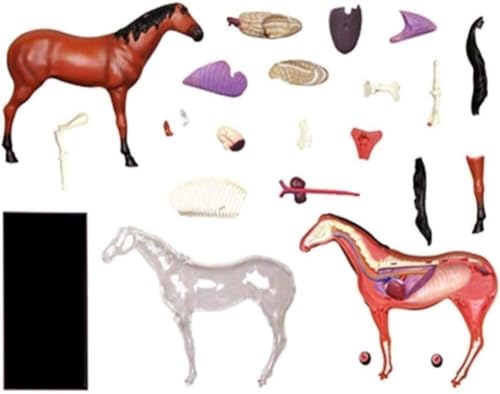 HEQIM Animal Model Horse Anatomy Model, Biological Horse Organ Anatomy Teaching Model, 4D visualization Detachable Organ