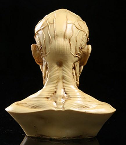 Image of Aendu Portable Human Model Craft Anatomy Skull Head Muscle Bone Medical Artist Drawing Study, As shown in the figure