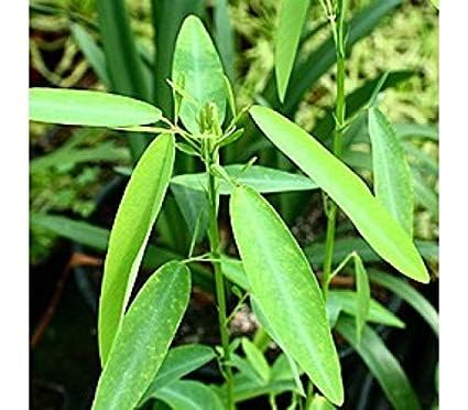 Codariocalyx Motorius Live Plant | Bon charal Chandal Live Plant | Dancing Plant | Telegraph Plant | Rare Moving Leaves Indoor/Outdoor-image-35