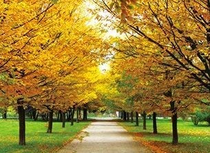 Autumn Changing Tree Leaves 3D Poster Wall Art Decor Framed Print | 12X16 Inches | Beautiful Nature Scene Of Spring Colors Lenticular Posters & Pictures #TOP7