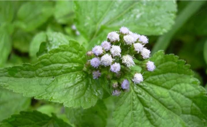 Vishamushti/Ageratum conyzoides – Ayurveda Medicinal Plant (B0BWDVSB3S) Amazon Price History, Amazon Price Tracker