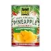 Native Forest Organic Pineapple Chunks, 14-Ounce Cans (Pack of 6)