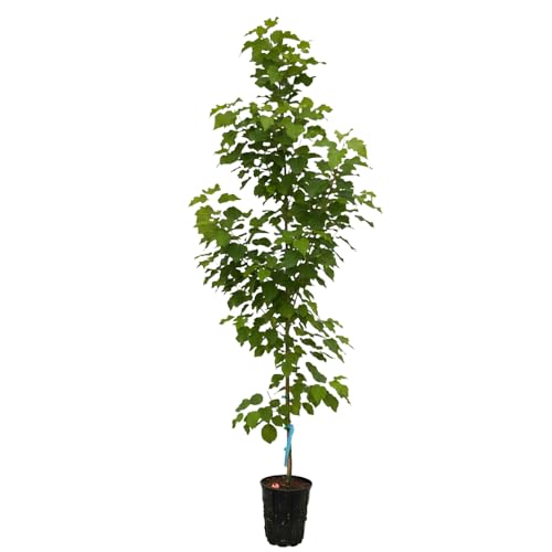 Princeton Elm, American Elm Selection Resistant to Dutch Elm Disease, 1 gal. Nursery Pot, 1–2 ft Tree Height (Ships to 48 States Including CA & AZ)