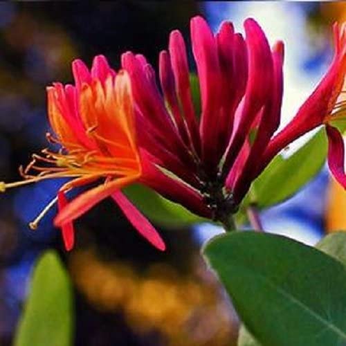 Geissblatt Red World (Lonicera) - Kletterpflanze - Rot-Orange, Mehrjährig & Winterhart...