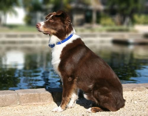 Dog training with underground fence
