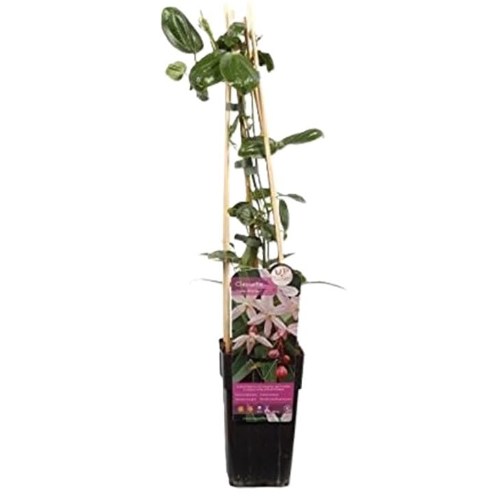 Clematis armandii 'Apple Blossom' (Sempreverde e Resistente) - Pianta rampicante perenne - rosa - Vaso da 2 litri | Clematide-Clematidi Piante rampicanti online