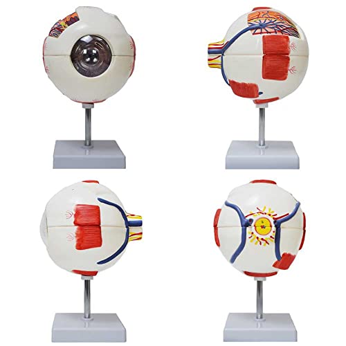 Modèle d'œil 3D pour comprendre la structure de la boule oculaire simplement - 7