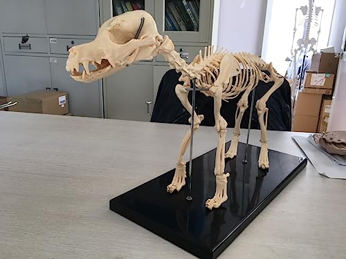 Dog Skeleton Standard Size Canine