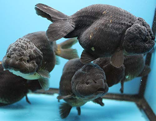 black ranchu goldfish