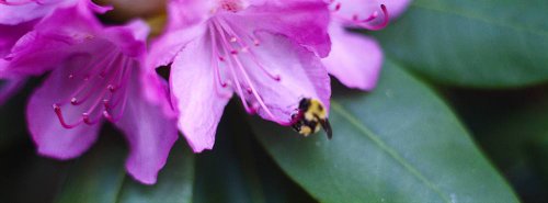 Walls 360 Peel & Stick Wall Mural: Bumblebee On Flower (24 In X 9 In) #TOP26