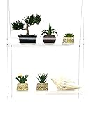 Sunshine Innovations Limited TIME for First TIME Selling ON Amazon Indoor Window Plant Shelves | for Plants, Herbs, Flowers & Decor | 2 Adjustable Acrylic Shelves