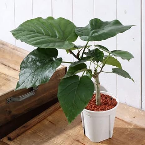 Amazon Co Jp 観葉植物 フィカス ウンベラータ ４号 １鉢 Diy 工具 ガーデン