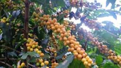 Café Robusta Orgánico Tostado Reciente en Grano 12oz miniatura 3