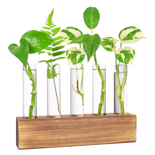 Hwtcjx Station De Propagation, Vase en Verre pour Fleurs Terrarium, Hydroponie, Pot Planteur avec Support De Support en Bois pour Plantes Deau Verte Adapté pour La...