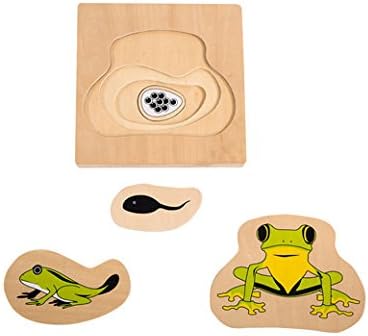 Adena Montessori Life Cycle of Frog