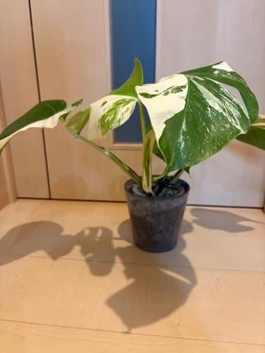 モンステラ ホワイトタイガー」の人気商品一覧 | 安い商品を通販サイト