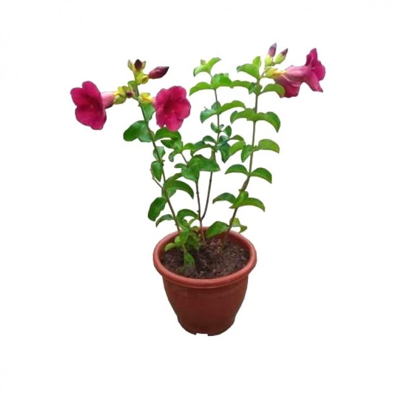 Mphmi Plant Allamanda Cherry Ripe - Allamanda Cathartica, Trumpet Vine, plant Golden Trumpet (B08YRV8YL1) Amazon Price History, Amazon Price Tracker